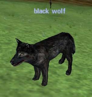 Picture of Black Wolf